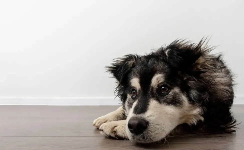 Si tras lamerse se hace heridas, es hora de ir al veterinario.