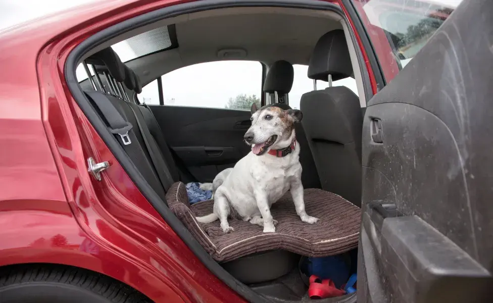 Usa una transportadora o cinturón de seguridad para perros