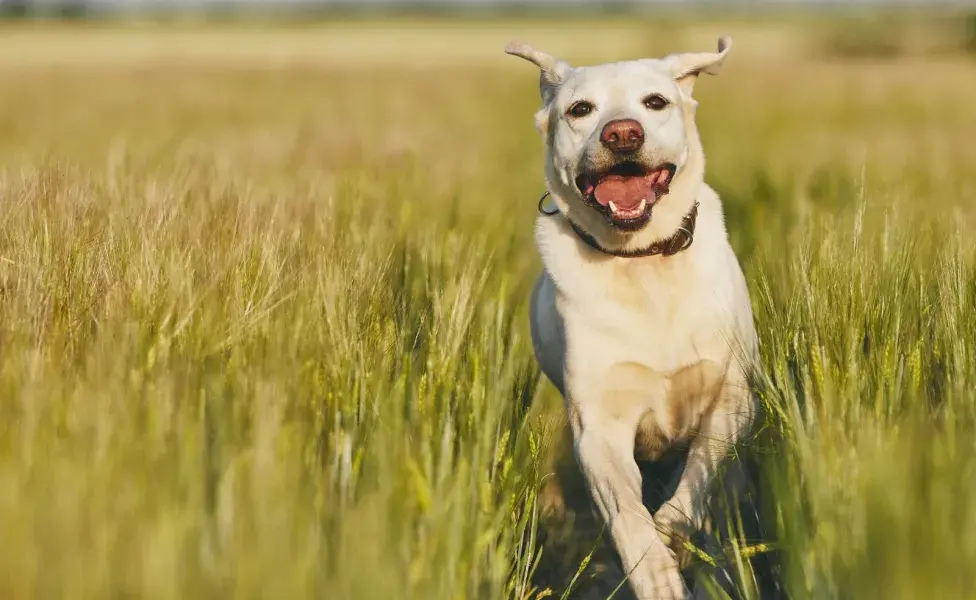 aplicar regra¿A qué edad debo esterilizar a mi mascota? perro-feliz-corriendo-por-el-campo