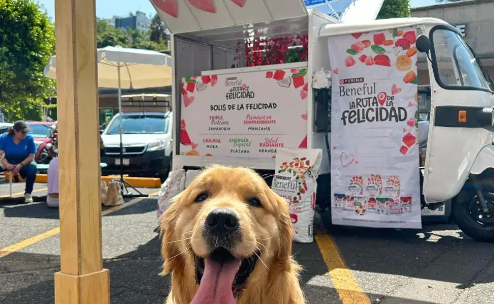 Tu perrito debe llevar correa, collar y placa de identificación