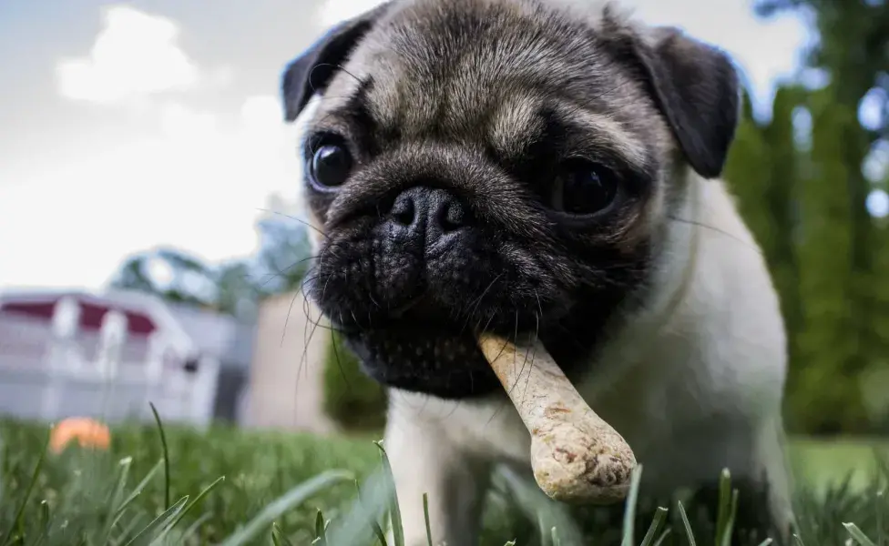 Los perros son animales sensibles que pueden verse afectados por cambios en su entorno.