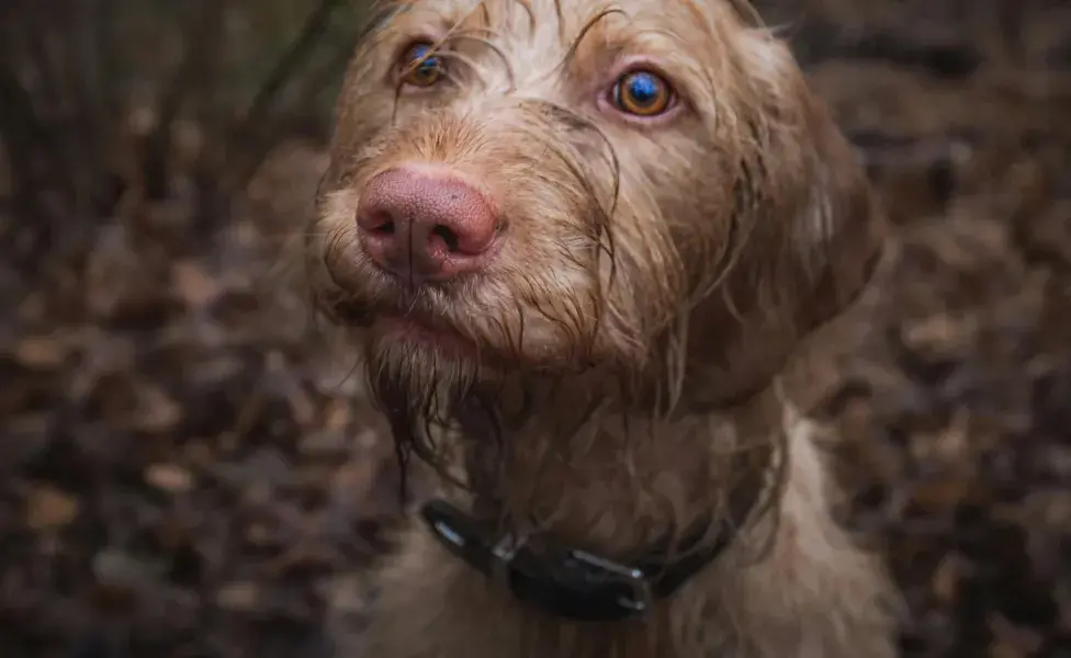 Perro mojado por la lluvia. Foto: Pexels/Andreas Schnabl