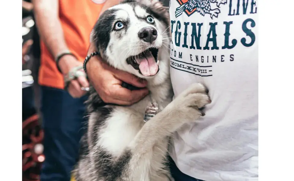 La castración es una solución para que tu perro deje de montar.