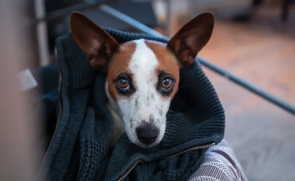 Los perros son sensibles a los cambios repentinos de clima. 