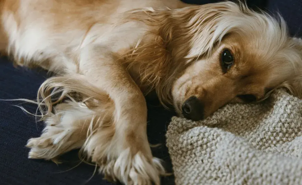 La música ayuda a que tu perro se relaje y duerma mejor.