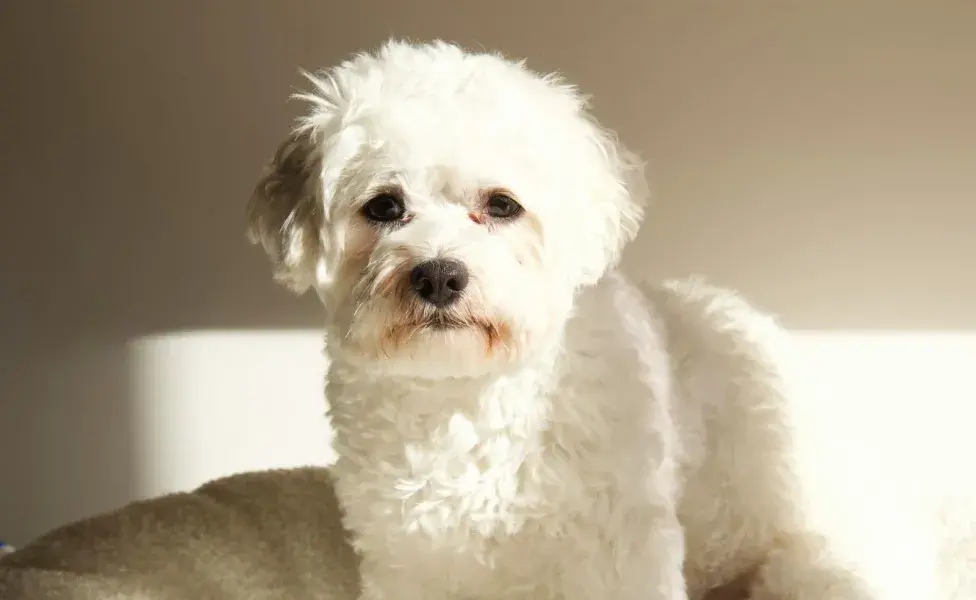 Los perros Maltés no ocasionan tantas alergias. 