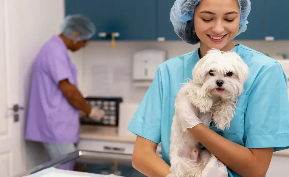 En la primera consulta con el veterinario debes preguntar sobre vacunación y castración.