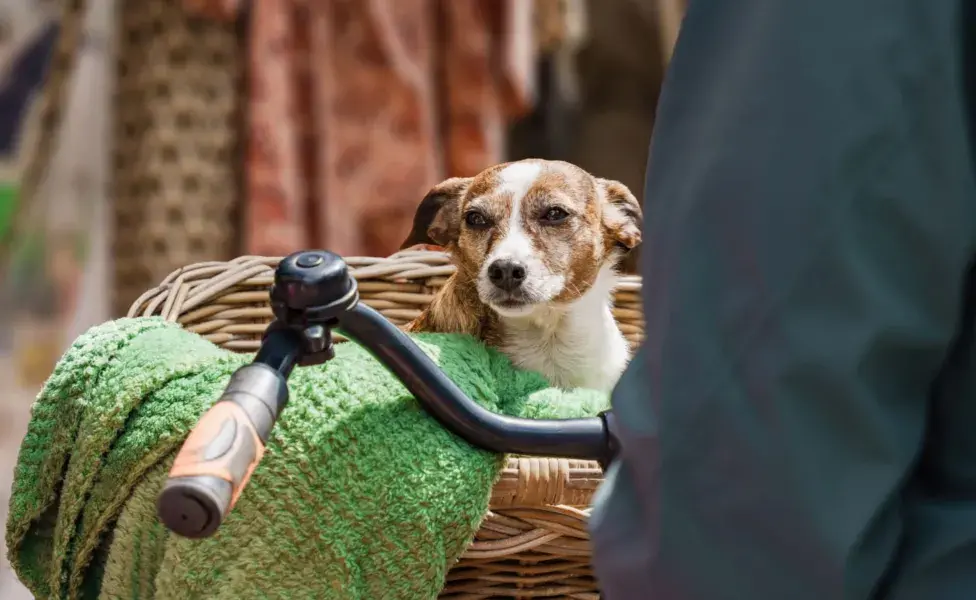 aplicar regraCómo cuidar a un perro mayor y darle una vida feliz perro-viejito-bicicleta