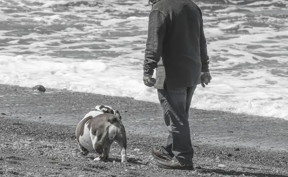 En ocasiones, los perros seniles tienen días buenos, pero si estos son menos a los malos, es hora de tomar la decisión. 
