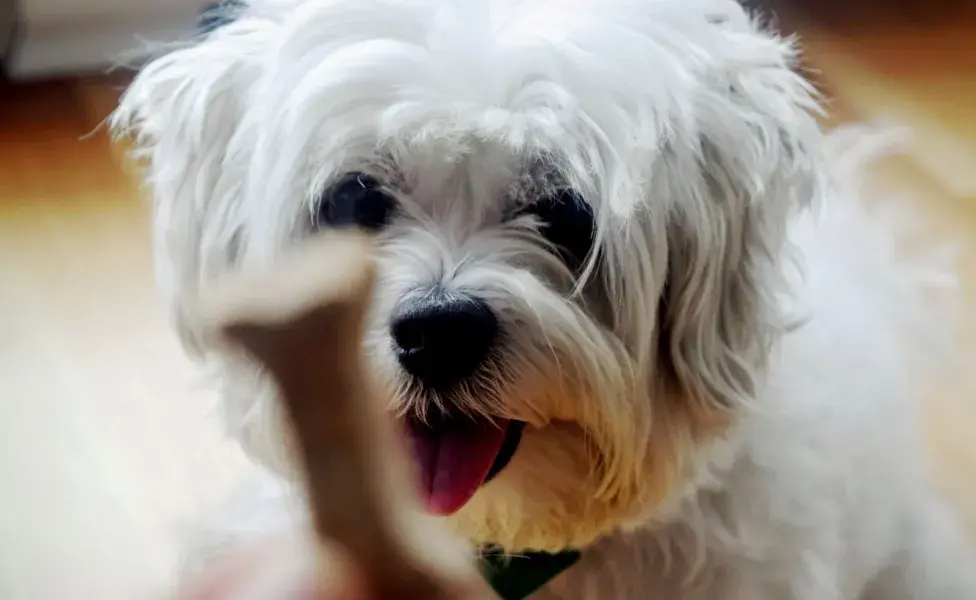 aplicar regraRazones por las que mi perro puede estar rechazando su comida perro-viendo-hueso