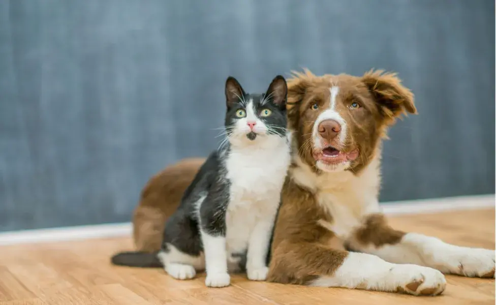 los gatos no necesitan tantos baños como los perros que deben tomar uno cada cuatro u ocho semanas. 