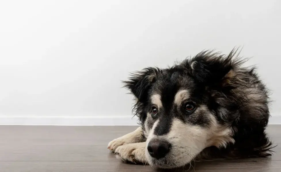 El estrés entre cachorros y perros adultos no es el mismo, los pequeños pueden tener más miedo, pues no conocen muchos sonidos.