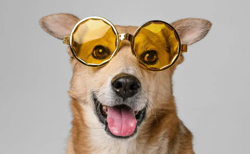 Los nombres cortos son mejores, pues tu perro los asocia más rápido.