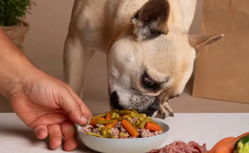 El caldo de pollo hidrata a tu perro, pero no abuses de él. No debe ser su alimentos principal.