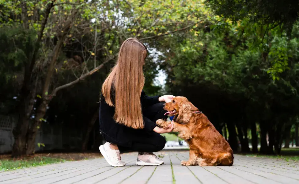 El estrés acumulado puede provocar que tu perro no quiera salir a la calle.