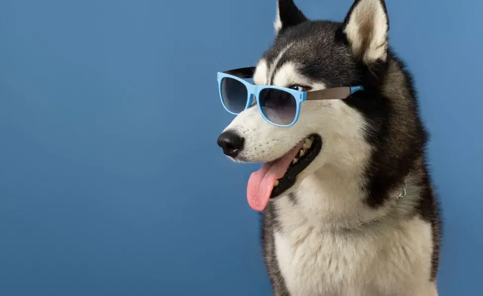 Un nombre único ayudará a que tu perro resalte.