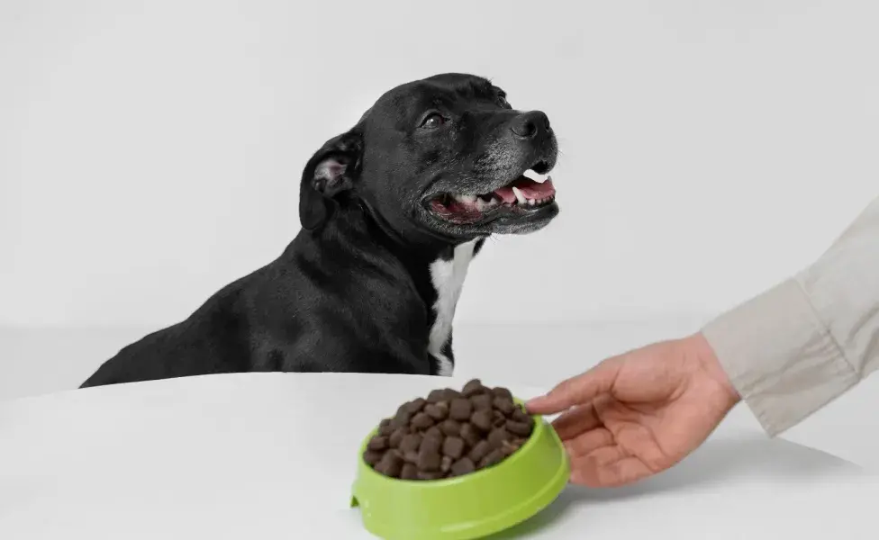 Los perros de raza grande deben comer croquetas más grandes.
