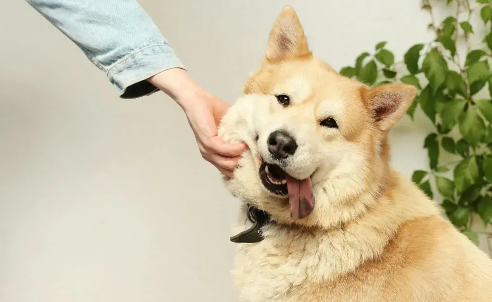 Un perro obeso puede tener problemas cardiacos.