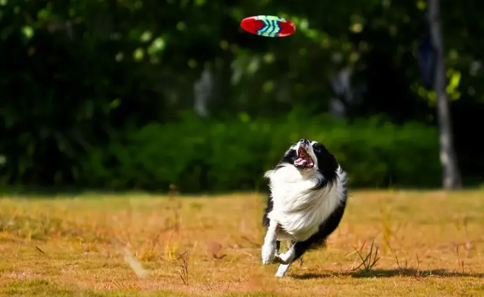 Que tu perro juegue ayudará a que tenga una mejor calidad de vida.