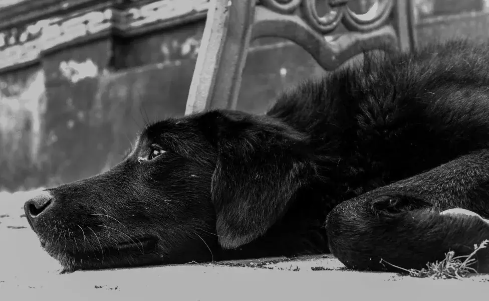Los perros mestizos viven más años, debido a su genética.