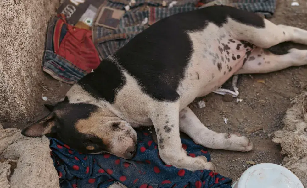 Evita que tu perro duerma en el suelo, pues se puede lastimar.