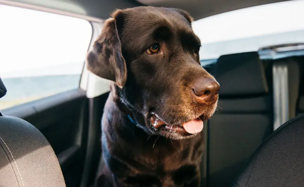 Si tu perro tiene miedo al coche, sal a pasear antes con él para que se canse.