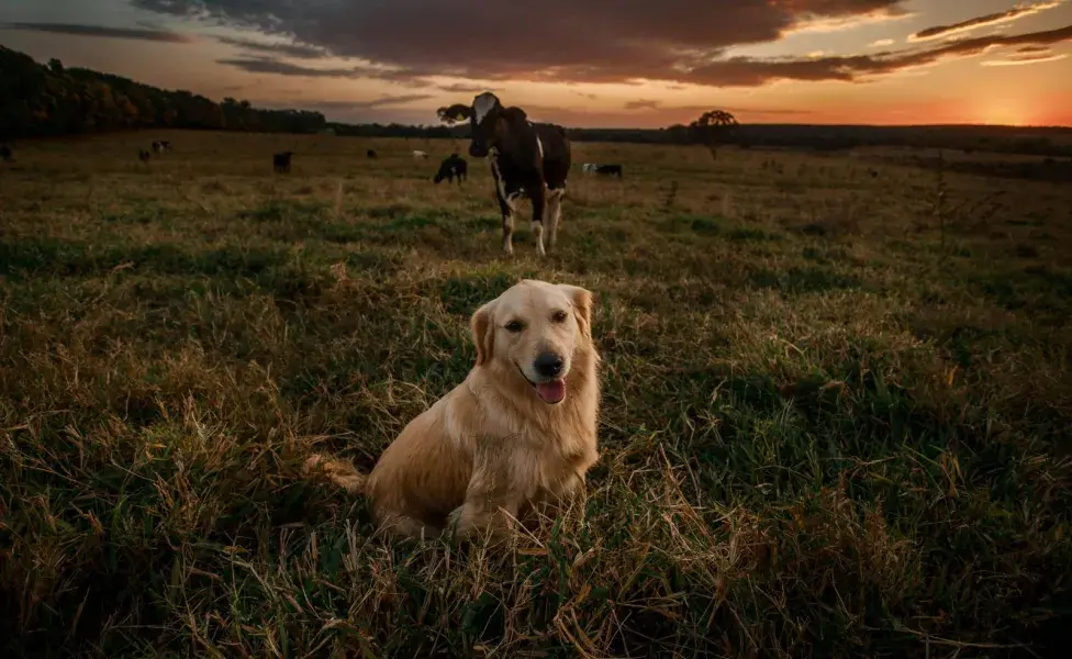 Antes de tomar decisiones, debes consultar a un veterinario para saber qué tipo de alergia tiene.