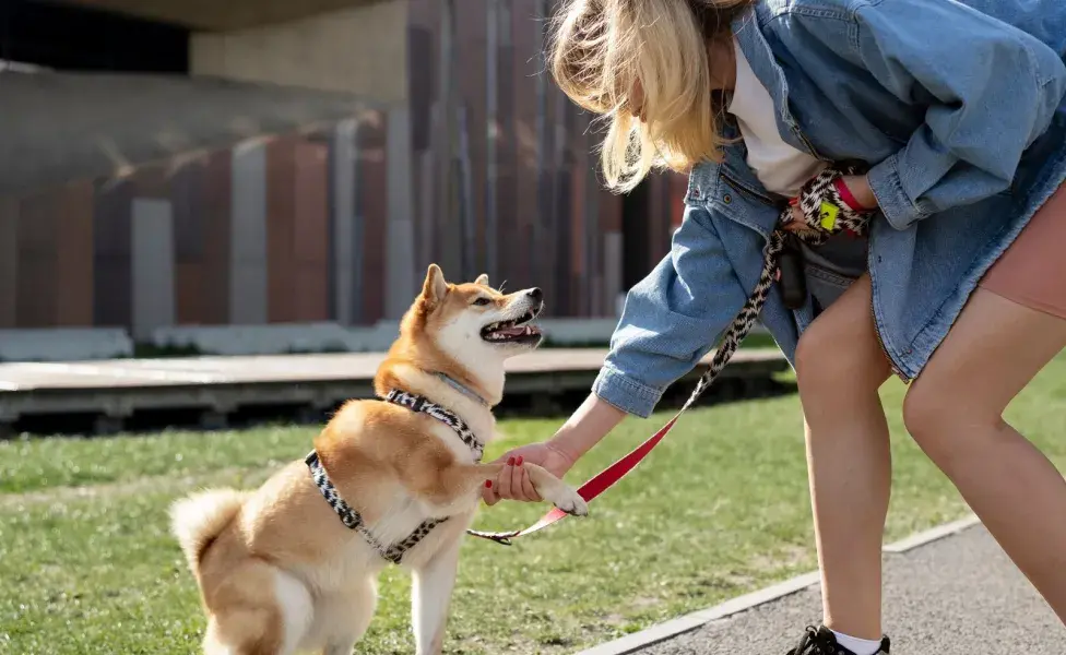 Recuerda que tu cachorro debe explorar para sentirse seguro y bajar el estrés.