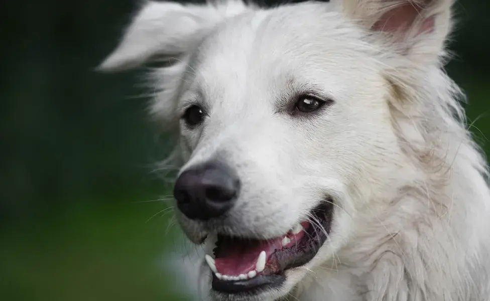 Se considera un perro matusalén desde que tiene 16 años