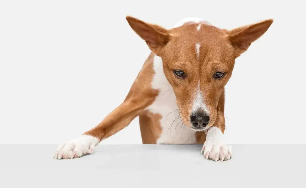 Algunos perros no quieren caminar por problemas de movilidad. Revísalo con tu veterinario.