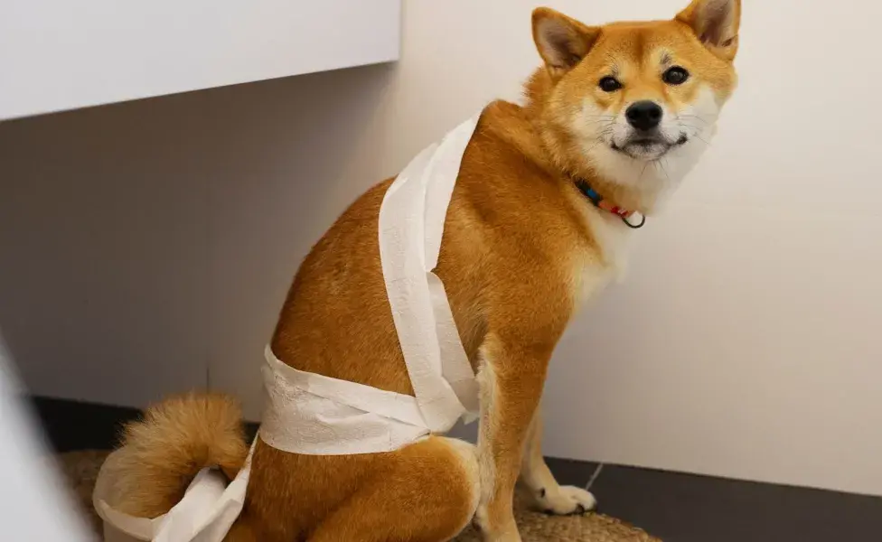 A los perros les gusta presumir sus necesidades.