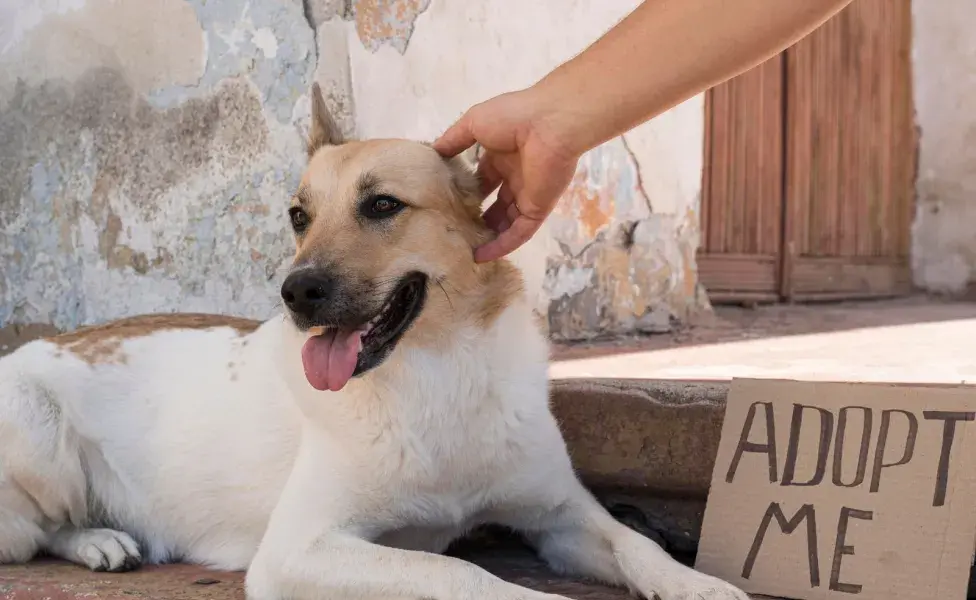 Sin importar la raza, un perro adoptado busca amor y protección.