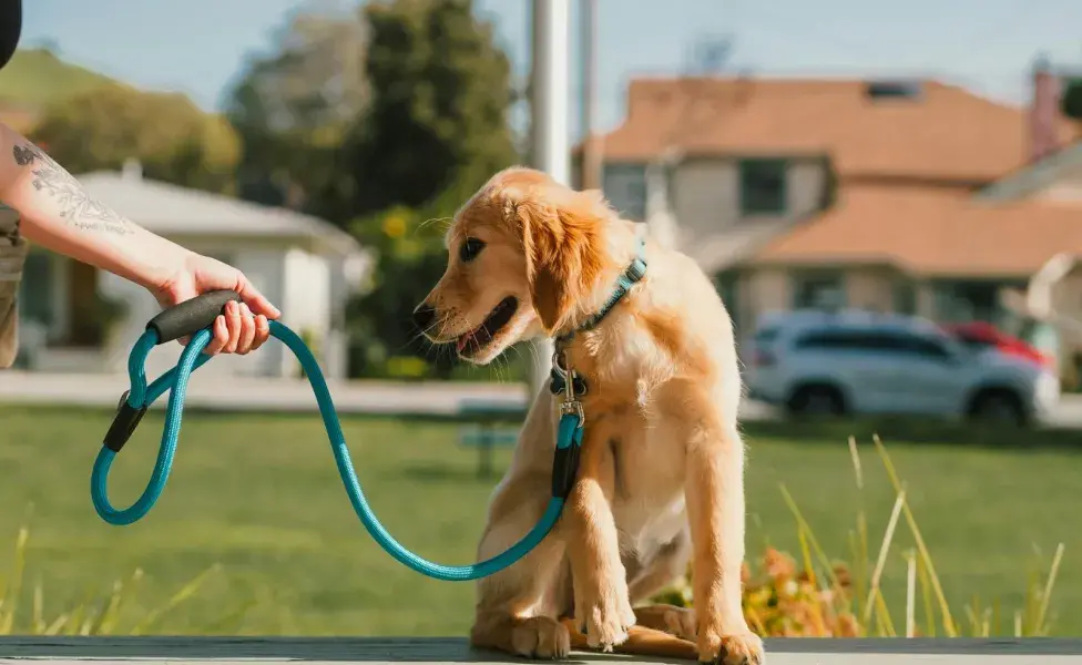 Si vas a exponer a tu perro al sol, debes ponerle bloqueador solar para evitar el cáncer de piel.