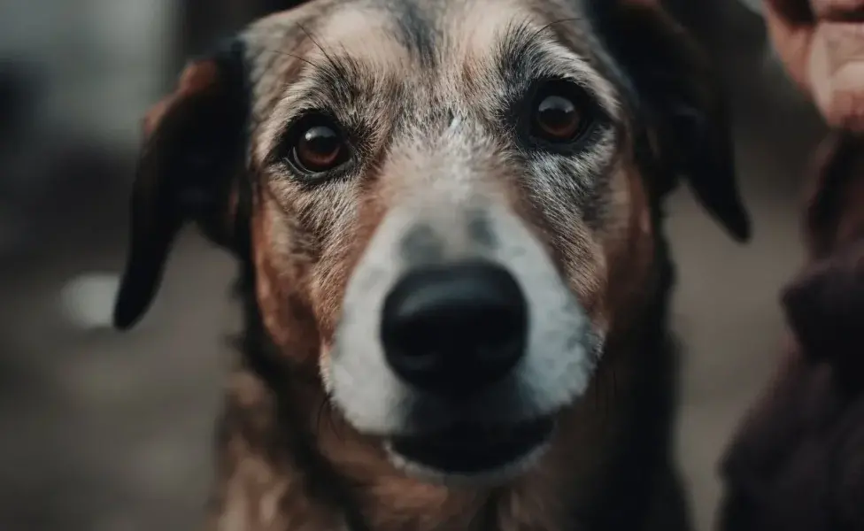 Lavarle los dientes a tu perro le ayudará a conservar su salud.