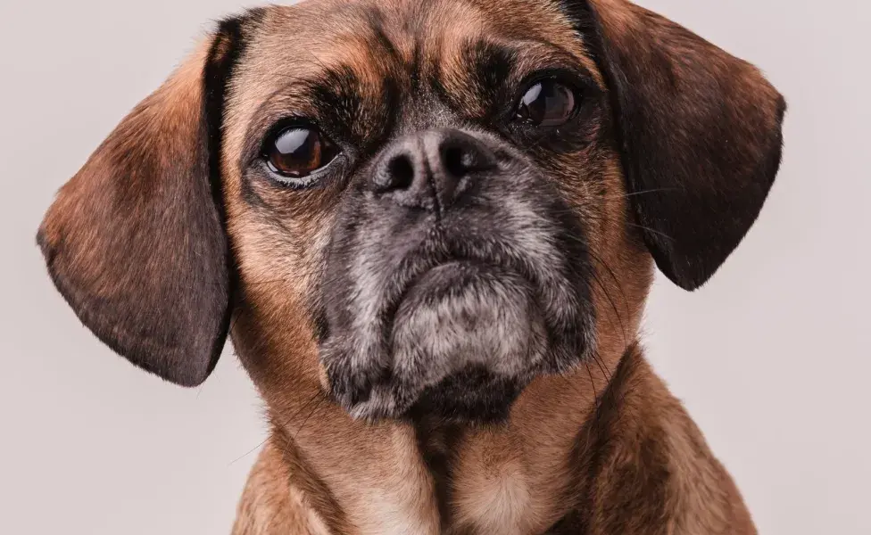 Los perros de razas grandes pueden ser senior a partir del séptimo año de vida.