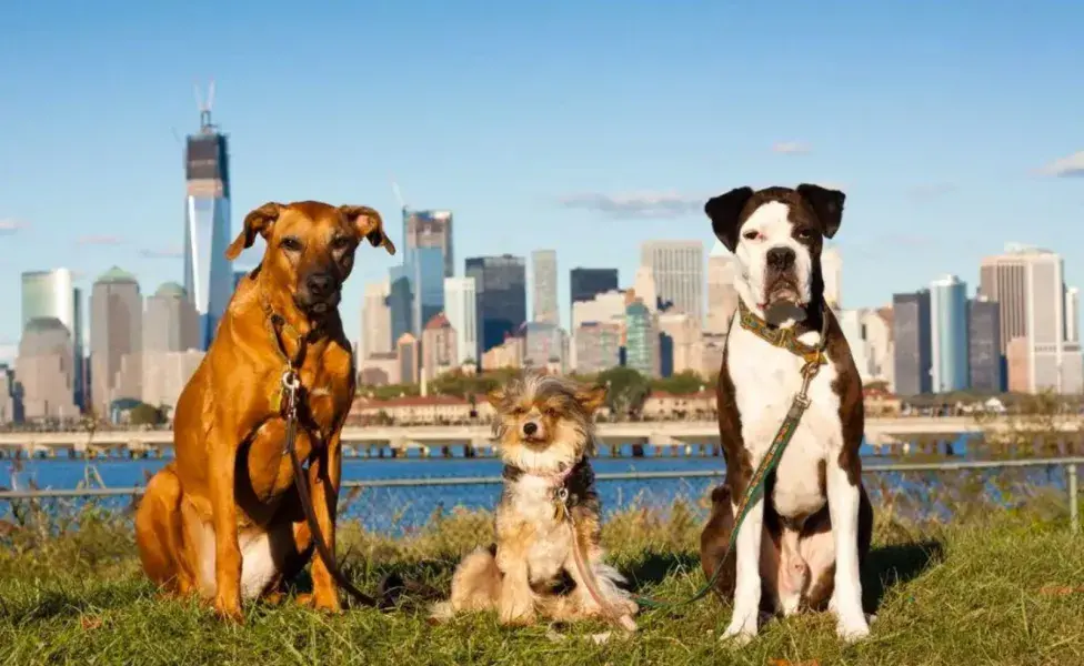 Los neoyorquinos ven a sus mascotas como miembros de la familia