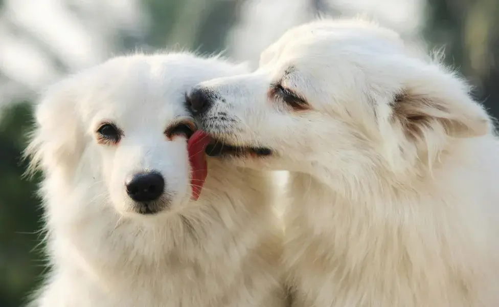 La dermatitis atópica es una enfermedad presente en los perros.