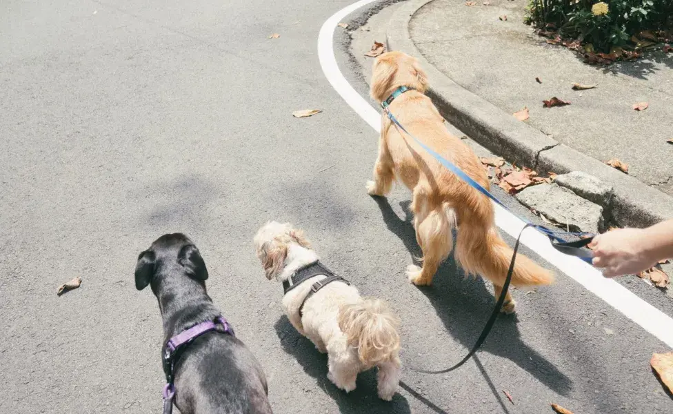 El paseo es una excelente oportunidad para que el perro socialice