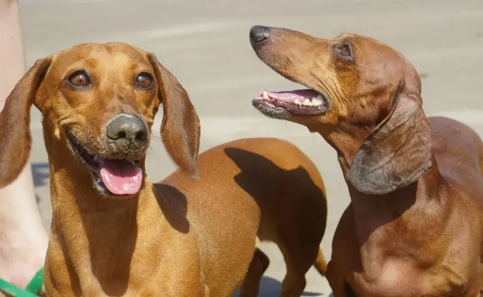 Los perros Leo son líderes y nada temerosos.