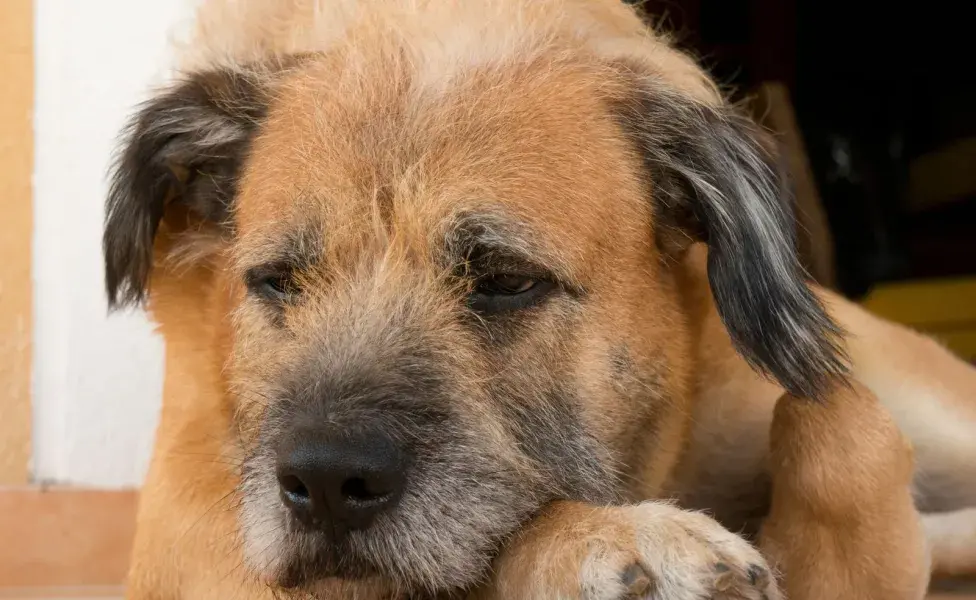 Los perros con problemas de cadera deben hacer poco ejercicio. Con caminatas serán suficientes.