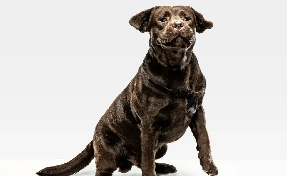 Recuerda que lo mejor es nombrar a tu perro con motes cortos.