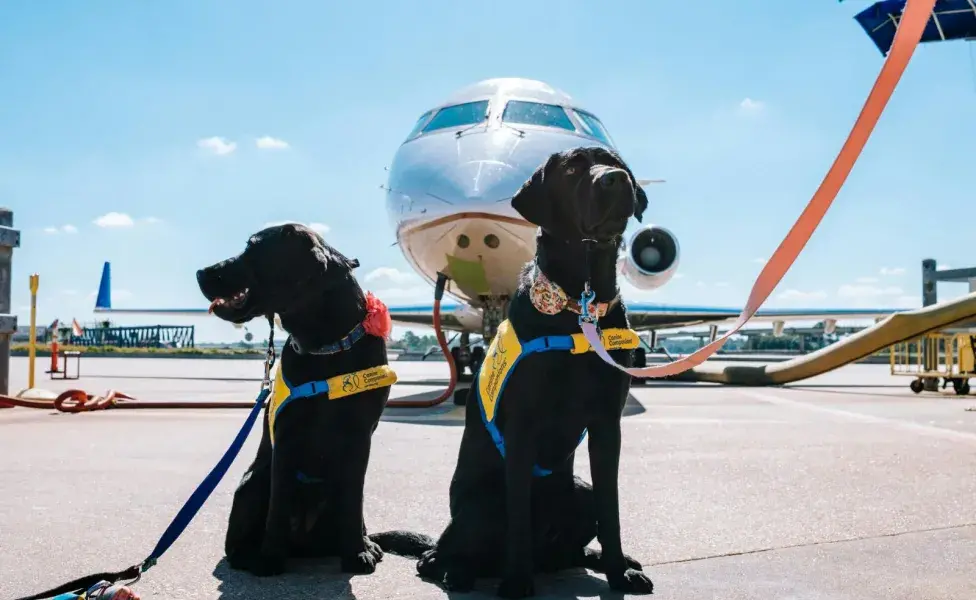 Si quieres viajar con tu perro en cabina, deber revisar los términos de la aerolínea.