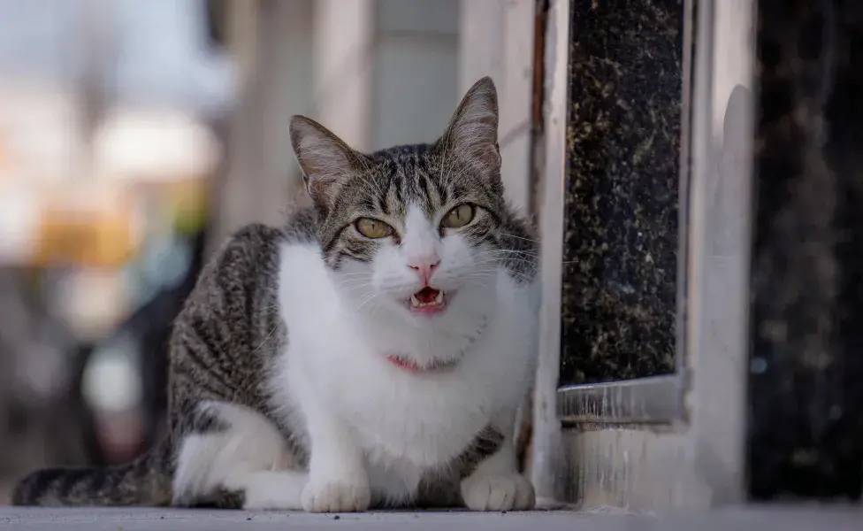 La rabia es una enfermedad viral, por lo que es importante tener las vacunas de tu gato al día