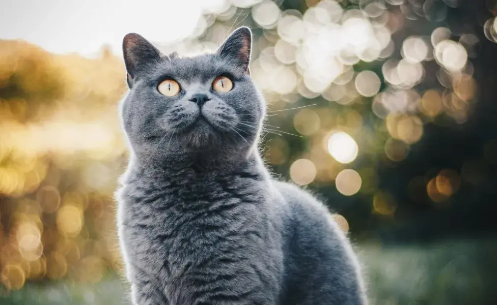 Soñar con un gato gris puede significar que alguien intenta forzar una amistad