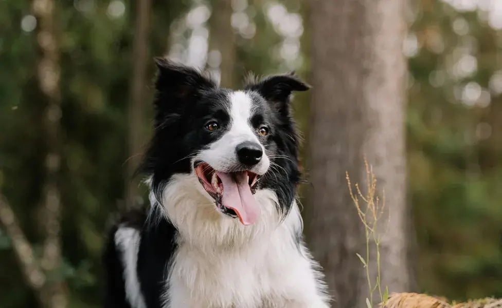 A los Border Collie les encanta correr