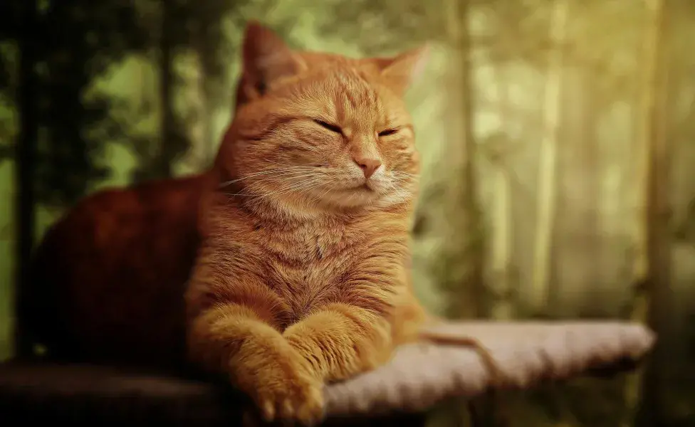 Soñar con un gato naranja puede significar materialismo