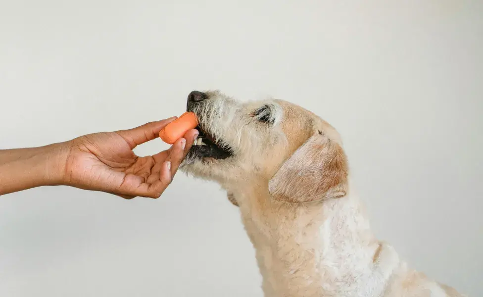 Mantén los chicles fuera del alcance de tu perro y estimula su curiosidad con alimentos de diferentes textura