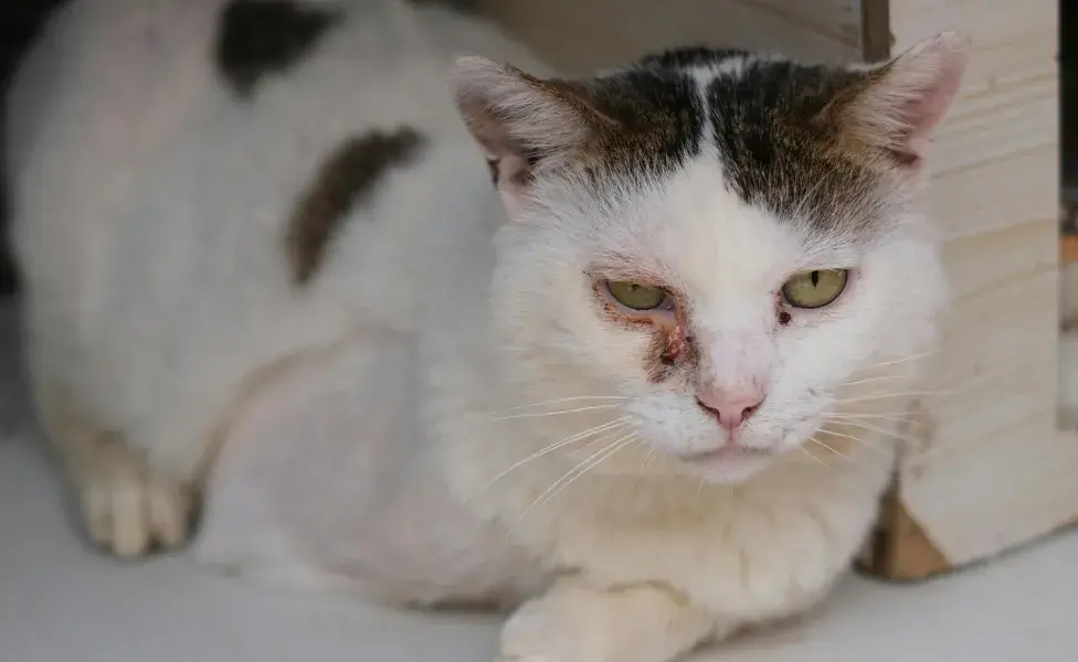 Hay síntomas que serán más visibles que otros, por lo que es indispensable llevar a tu gato con el veterinario de sospechar de alguno de estos en el cambio de su comportamiento