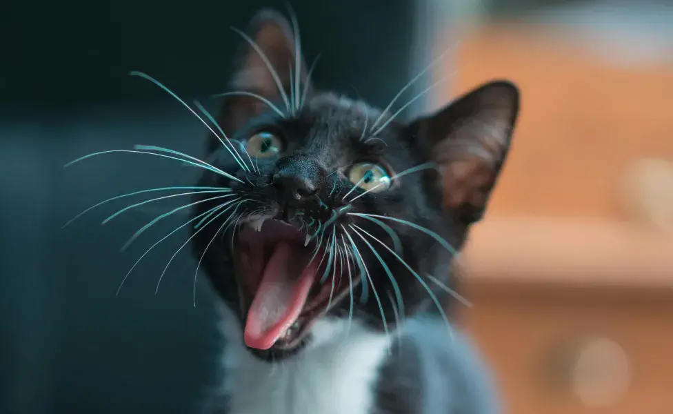 Con el pasar de los días y prestando atención, podrás ir entendiendo la personalidad de tu gatito y sus motivaciones para maullar