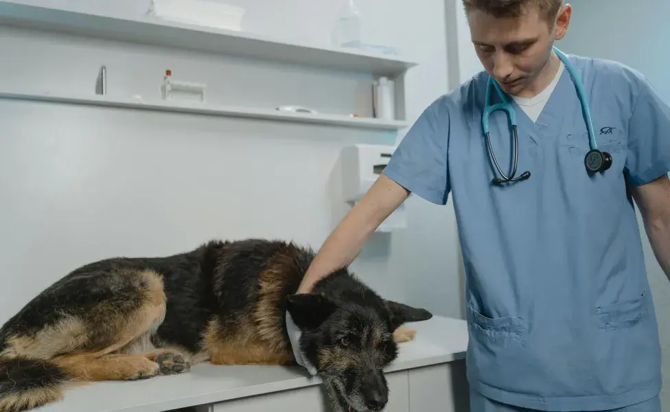 Ante el menor signo de leishmaniosis, es necesario llevar a tu perro con el veterinario para descartar o confirmar el diagnóstico